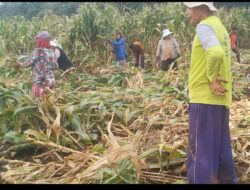 Jagung Roboh, Harga Murah! Petani Wongsorejo Menjerit di Tengah Panen Musim Hujan