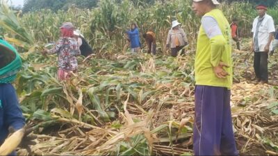 jagung-roboh,-harga-murah!-petani-wongsorejo-menjerit-di-tengah-panen-musim-hujan