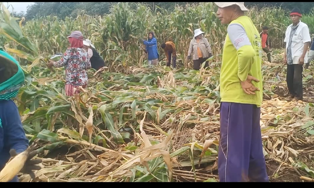 jagung-roboh,-harga-murah!-petani-wongsorejo-menjerit-di-tengah-panen-musim-hujan