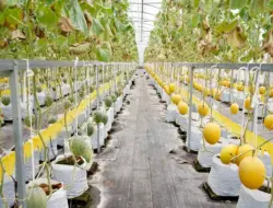 Banyuwangi Dorong Masyarakat Kembangkan Potensi Pertanian