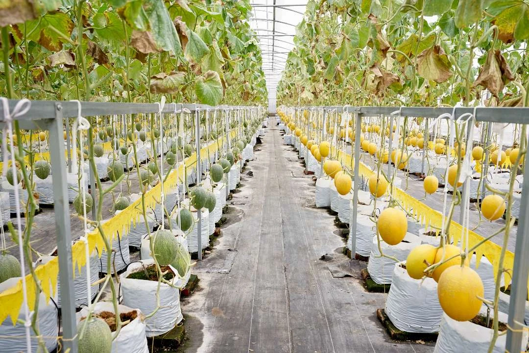 banyuwangi-dorong-masyarakat-kembangkan-potensi-pertanian