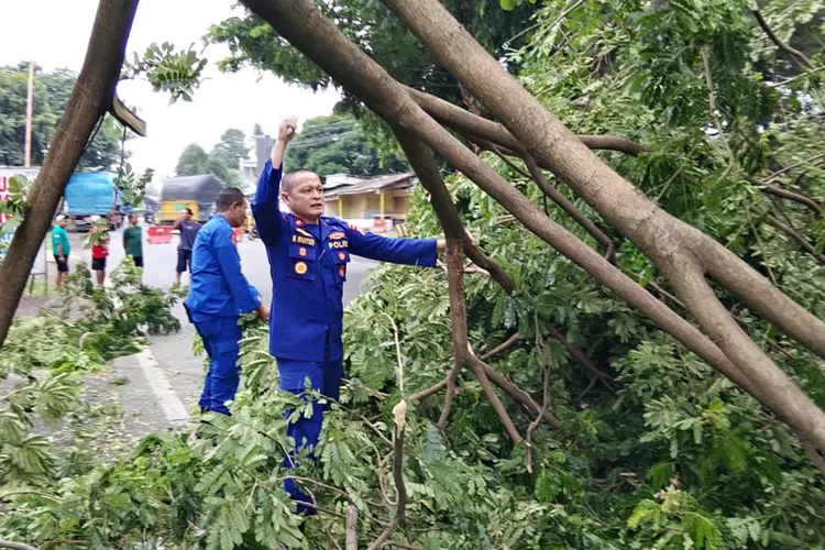 cuaca-ekstrem-banyuwangi,-sat-polairud-polresta-sigap-evakuasi-pohon-tumbang-di-jalur-nasional