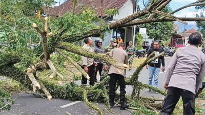 angin-kencang-tumbangkan-pohon-trembesi-di-pasar-songgon-banyuwangi,-lalin-sempat-tersendat