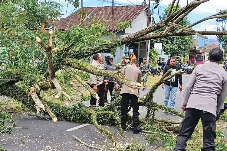 angin-kencang-tumbangkan-pohon-trembesi-di-pasar-songgon-banyuwangi,-lalin-sempat-tersendat