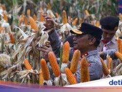 Kapolda Jatim Panen Jagung Varietas Jendral untuk Penuhi Target Swasembada