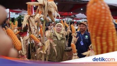 produksi-jagung-jatim-tembus-4,8-juta-ton,-kontribusi-terbanyak-nasional