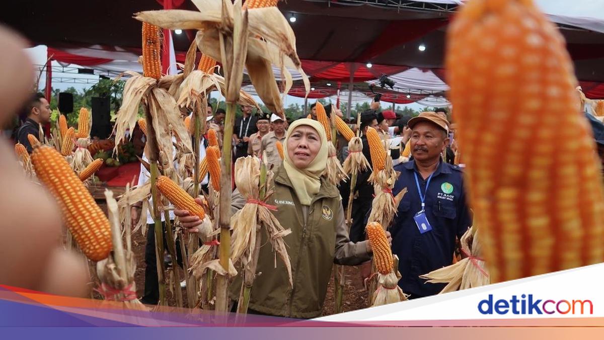 produksi-jagung-jatim-tembus-4,8-juta-ton,-kontribusi-terbanyak-nasional