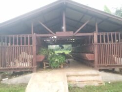 Gaji Tak Dibayar, Program Ketahanan Pangan Desa Sumberkencono Diduga Disulap Jadi Ladang Pribadi Sekdes