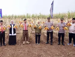 Panen Raya Jagung Kuartal IV di Banyuwangi, Menuju Kedaulatan Pangan