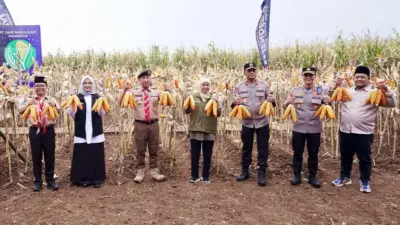 panen-raya-jagung-kuartal-iv-di-banyuwangi,-menuju-kedaulatan-pangan