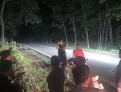 Polhut Baluran Kejar Pelaku Illegal Logging, Dua Pohon Jati Ditebang di Hutan Baluran