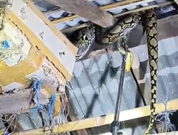 Ular Piton 3,5 Meter Gegerkan Warga Blimbingsari Banyuwangi, Damkarmat Evakuasi dari Atap Kandang Ayam