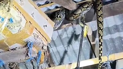 ular-piton-3,5-meter-gegerkan-warga-blimbingsari-banyuwangi,-damkarmat-evakuasi-dari-atap-kandang-ayam