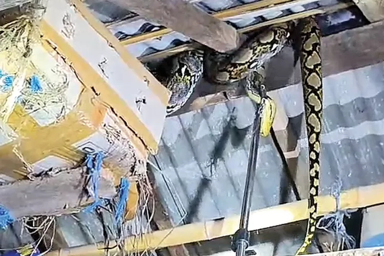 ular-piton-3,5-meter-gegerkan-warga-blimbingsari-banyuwangi,-damkarmat-evakuasi-dari-atap-kandang-ayam