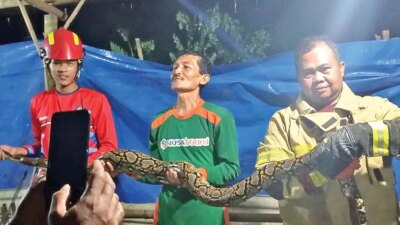 ular-piton-2-meter-masuk-kandang-ayam-di-srono-banyuwangi,-damkarmat-evakuasi-tengah-malam