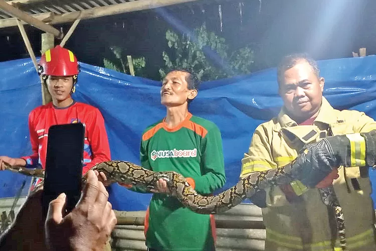 ular-piton-2-meter-masuk-kandang-ayam-di-srono-banyuwangi,-damkarmat-evakuasi-tengah-malam