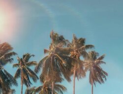 BMKG Prediksi Kemarau 2026 Datang Lebih Awal, Waspada El Nino