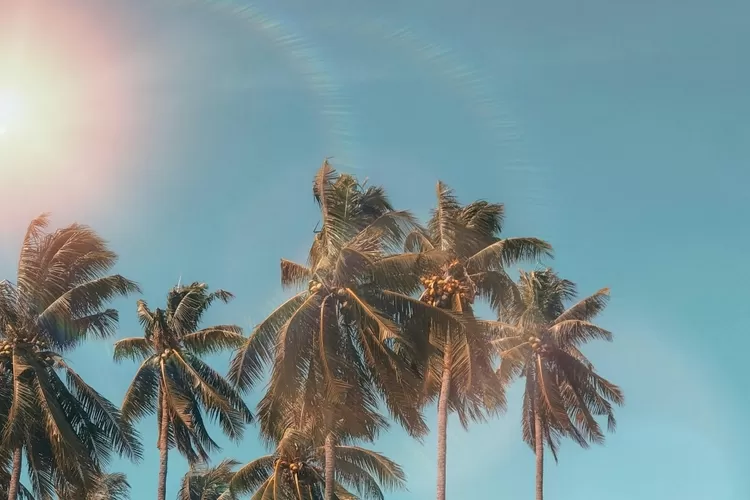 bmkg-prediksi-kemarau-2026-datang-lebih-awal,-waspada-el-nino