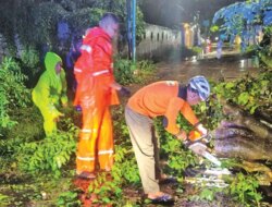 Hujan Deras dan Angin Kencang di Rogojampi Banyuwangi, Empat Pohon Tumbang dan Sempat Ganggu Lalu Lintas