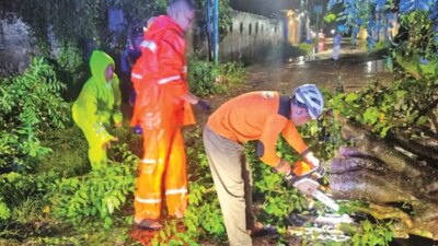 hujan-deras-dan-angin-kencang-di-rogojampi-banyuwangi,-empat-pohon-tumbang-dan-sempat-ganggu-lalu-lintas