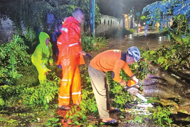 hujan-deras-dan-angin-kencang-di-rogojampi-banyuwangi,-empat-pohon-tumbang-dan-sempat-ganggu-lalu-lintas