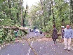 Pohon Tumbang di Jalur Ijen Banyuwangi Timpa Kabel Telekomunikasi, Akses Wisata Sempat Terganggu