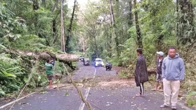 pohon-tumbang-di-jalur-ijen-banyuwangi-timpa-kabel-telekomunikasi,-akses-wisata-sempat-terganggu