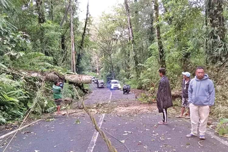pohon-tumbang-di-jalur-ijen-banyuwangi-timpa-kabel-telekomunikasi,-akses-wisata-sempat-terganggu