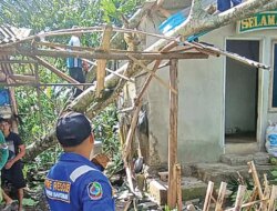 Angin Kencang di Banyuwangi Tumbangkan Pohon, Dua Rumah di Srono Rusak Tertimpa