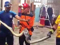 Ular Piton 3 Meter Masuk Kandang Ayam Warga Gambiran Banyuwangi, Damkarmat Sudah Tiga Kali Evakuasi dalam 10 Hari