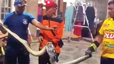 ular-piton-3-meter-masuk-kandang-ayam-warga-gambiran-banyuwangi,-damkarmat-sudah-tiga-kali-evakuasi-dalam-10-hari