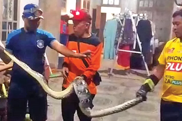 ular-piton-3-meter-masuk-kandang-ayam-warga-gambiran-banyuwangi,-damkarmat-sudah-tiga-kali-evakuasi-dalam-10-hari