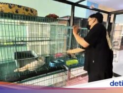 ‘Kamar Hotel’ Khusus Anabul di Banyuwangi Mulai Penuh Jelang Idulfitri
