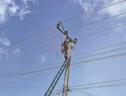 Angin Kencang Tumbangkan Pohon Pinus, Listrik di Sempu Banyuwangi Padam Hingga Tiga Kali