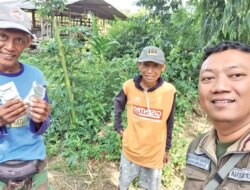 Domba Mati Misterius di Bangorejo Banyuwangi, Diduga Diserang Anjing Liar Saat Musim Kawin