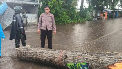 hujan-deras-dan-angin-kencang-di-gambiran-banyuwangi,-pohon-tumbang-tutup-akses-jalan-depan-rs-al-huda.