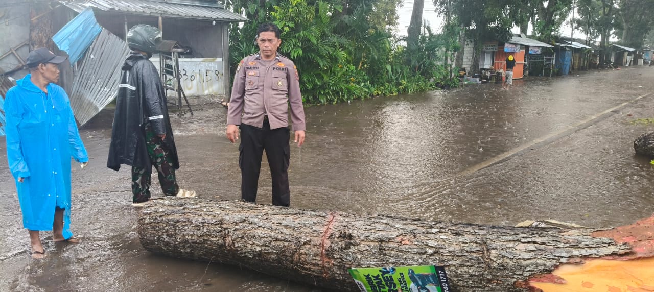 hujan-deras-dan-angin-kencang-di-gambiran-banyuwangi,-pohon-tumbang-tutup-akses-jalan-depan-rs-al-huda.