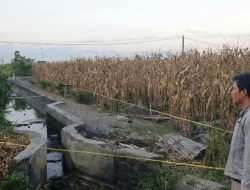 Identitas Terduga Pelaku Pencurian Jeruk yang Tewas Dihakimi Massa di Banyuwangi Terungkap