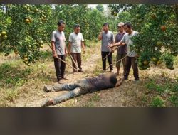 Dugaan Pencurian Jeruk Berujung Maut di Banyuwangi: Satu Orang Tewas Akibat Main Hakim Sendiri