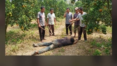 Dugaan Pencurian Jeruk Berujung Maut di Banyuwangi: Satu Orang Tewas Akibat Main Hakim Sendiri