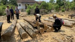Penemuan 16 Batang Kayu Jati Diduga Ilegal di Banyuwangi Diselidiki Aparat