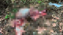 Tragis, Banteng Jawa yang Dilindungi di Alas Purwo Ditemukan Mati dengan Kondisi Dikuliti