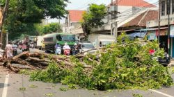 Pohon Tumbang Timpa Badan Jalan di Pasar Rogojampi, Arus Lalu Lintas Lumpuh Sementara