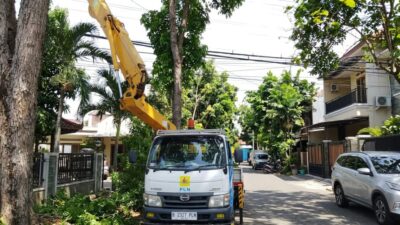 PLN ULP Banyuwangi Pangkas Pohon Rawan Ganggu Jaringan Listrik Guna Amankan Pasokan Energi