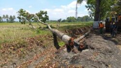Pohon Pelindung Jalur Hijau Sinojuruh-Genteng Dibakar Diduga untuk Lahan Usaha